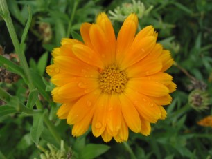 Ringelblume, Calendula officinalis
