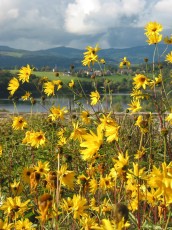 Mehrjähr. Sonnenblume