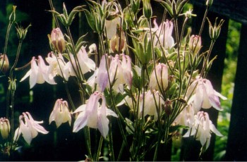 Akelei, Aquilegia vulgaris