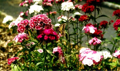 Bartnelke, Dianthus barbatus