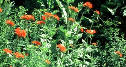 Brennende Liebe, Lychnis coronaria