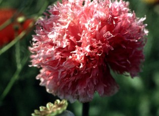 Gartenmohn, Papver somniferum