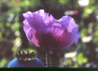 Gartenmohn, Papver somniferum