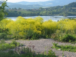 Färberwaid, Isatis tinctoria