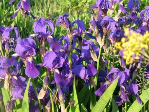 Deutsche Schwertlilie, Iris germanica