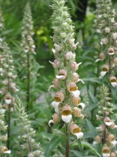 Rost-Fingerhut, Digitalis ferruginea