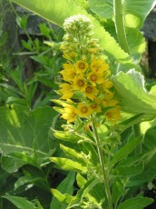 Goldfelberich, Lysimachia punctata