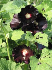 Schwarze Malve, Malva alcea var, nigra