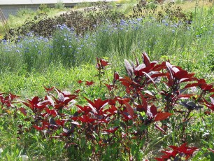 Färberamarant, Amaranthus cruentus