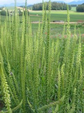 Färberreseda, Färberwau, Reseda luteola