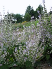 Muskateller Salbei, Salvia sclarea