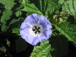 Nicandra, Giftbeere, Nicandra physaloides