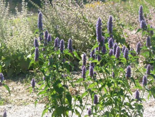 Anisminze, Anisysop, Agastache foeniculum