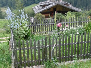 Rittersporn, Stauden-,