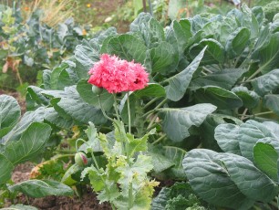 Gartenmohn, Papver somniferum