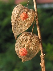 Lampionblume, Physalis alkekengi