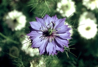 Jungfer im Grünen, Nigella damascena