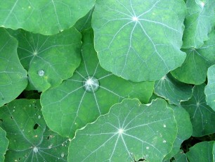 Kapuzinerkresse, Tropaeolum majus