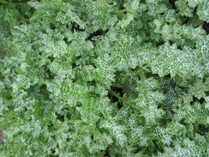 Mariendistel, Silybum marianum