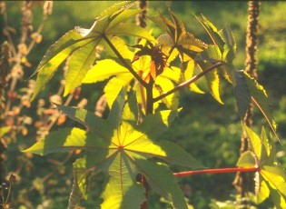 Rizinus, Ricinus communis