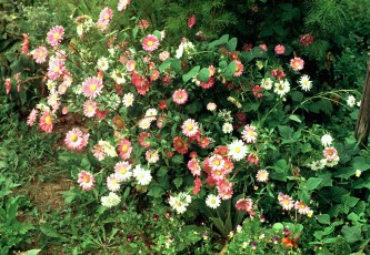 Sommeraster, Aster sinensis