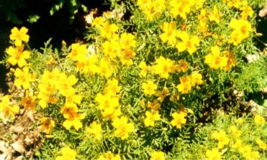 Dufttagetes, Tagetes sp.