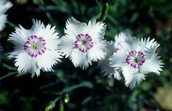Bauernnelke, Pfingstnelke, Dianthus gratianopolitanus