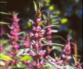 Sibirisches Herzgespann, Leonurus sibirica