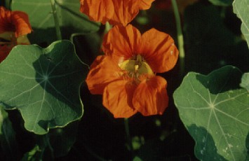 Kapuzinerkresse, Tropaeolum majus
