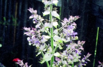 Muskateller Salbei, Salvia sclarea