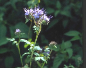 Phazelia, Bienenfreund