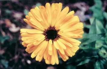 Ringelblume, Calendula officinalis