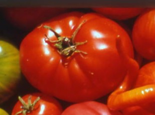 paradeis zagreb fleisch