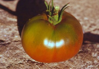 paradeis.lila.fleisch 1991