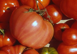 paradeisspätes.ochsenherz