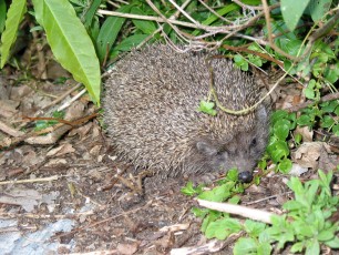 Igel