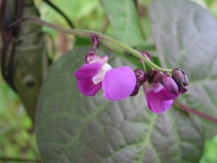Bohnenblüte