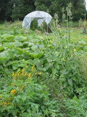 Acker mit Tomatentunnel