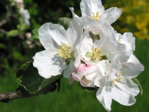 Apfelblüten