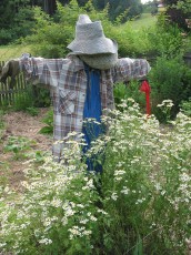 Mutterkraut und Vogelscheuche