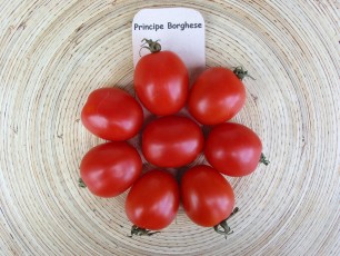 Tomatenvielfalt