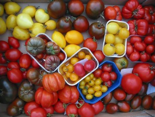 Tomatenvielfalt