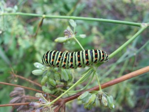 Schwalbenschwanz-Raupe