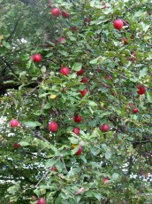 Erherzog-Johann-Apfel