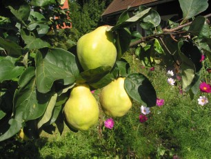 Quittenbaum, Cydonia oblonga