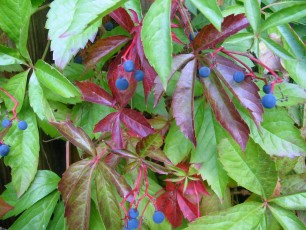 Wilder Wein, Parthenocissus quinquefolia