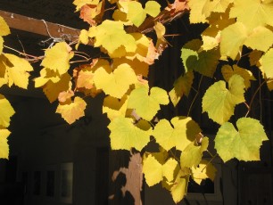 Wein, Hausrebe, Vitis vinifera