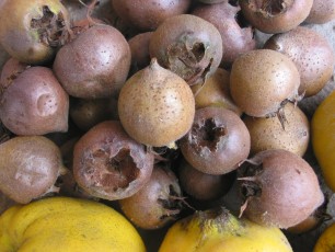 Mispeln, Mespilus germanica