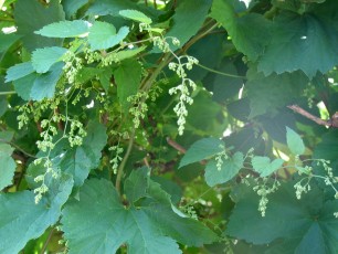 Hopfen, Humulus lupulus