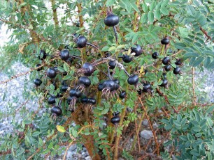 Bibernell-Rose, Rosa pimpinellifolia